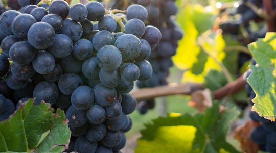 Weintrauben - Bio-Wein